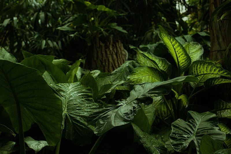 Exotic Foliage